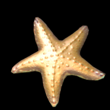 Starfish